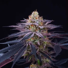 Perfect Tree - Rotten Apple   3 Free Bonus Seeds