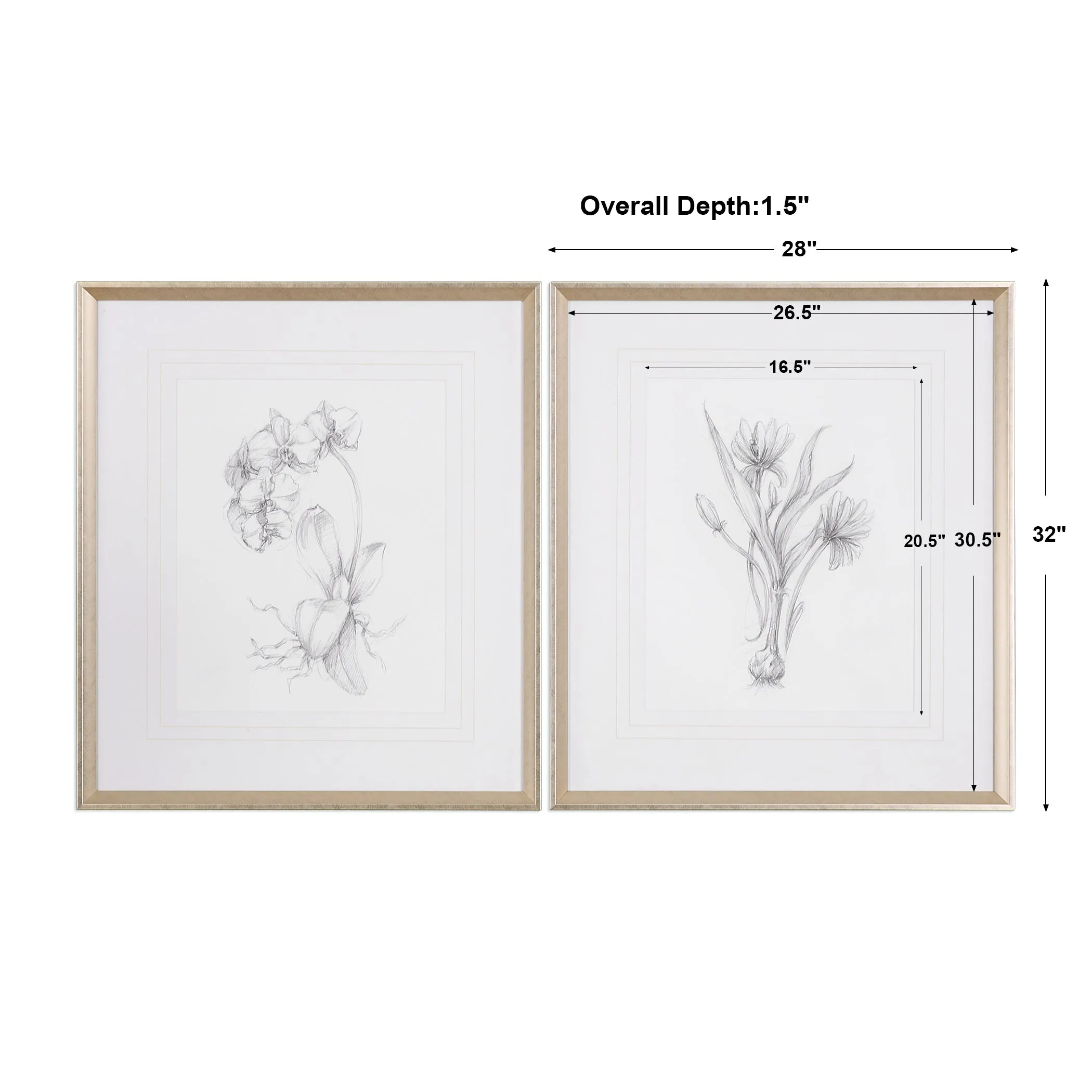 Uttermost Botanical Sketches Framed Prints S/2